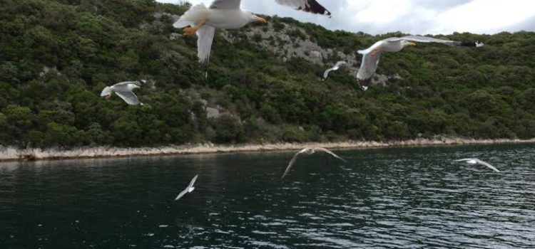 Pranzo a bordo